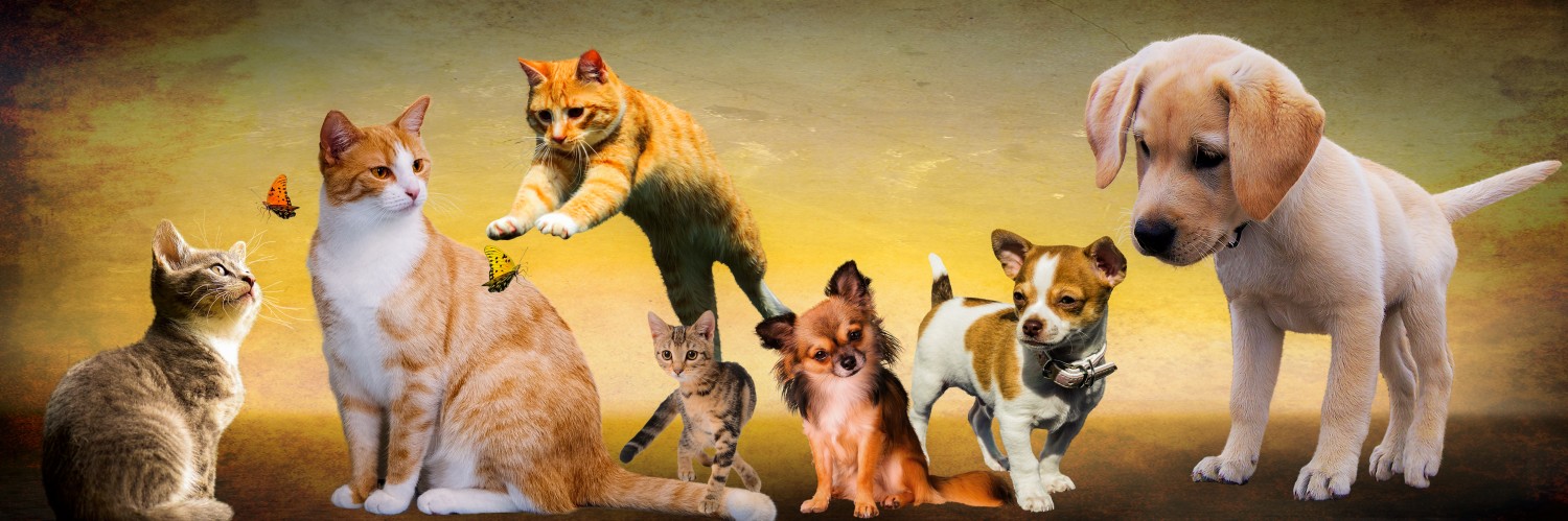 Millau - AVEYRON - MILLAU - Le refuge de Millau de la SPA, vient en aide aux particuliers pour faire stériliser leurs chats