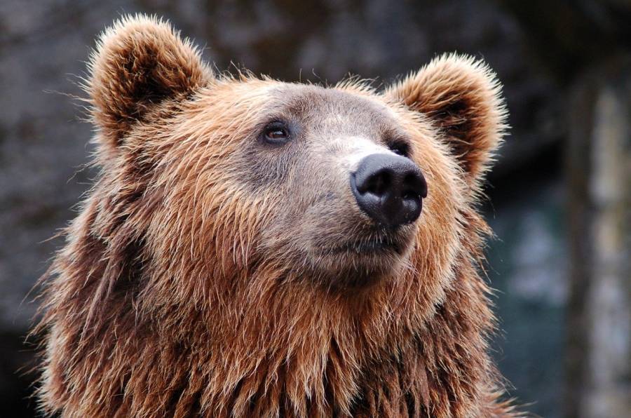Ariège - Ours abattu : les associations portent plainte et demandent le remplacement de l'ours
