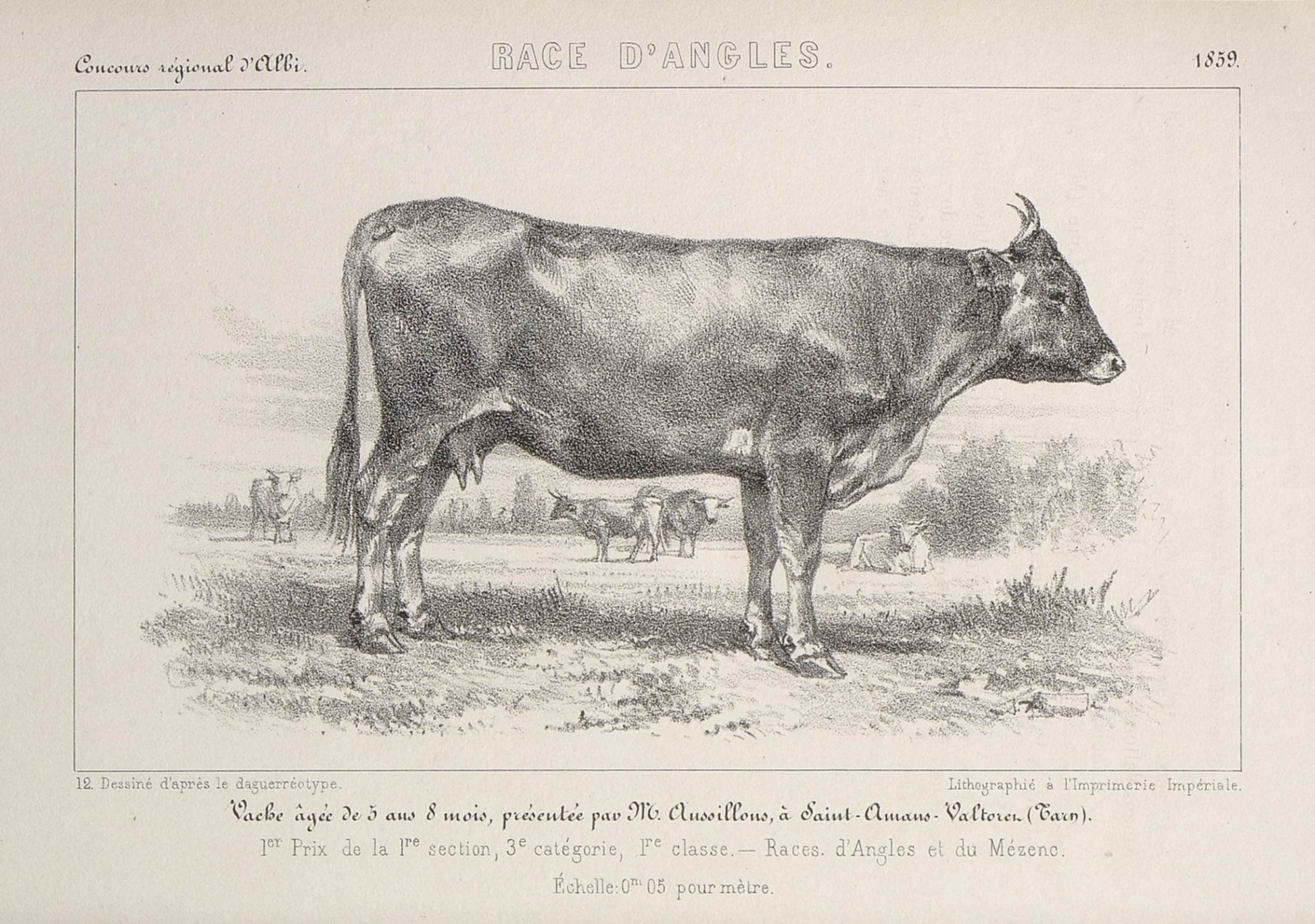 Tarn - Agriculture et patrimoine local - N'oublions pas nos vaches !