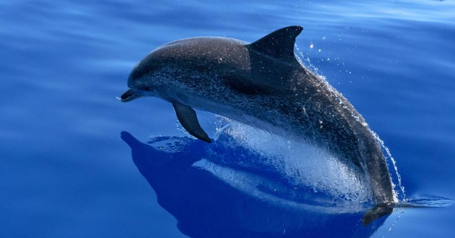 Sète - Les sauveteurs en mer de Sète font une belle rencontre !