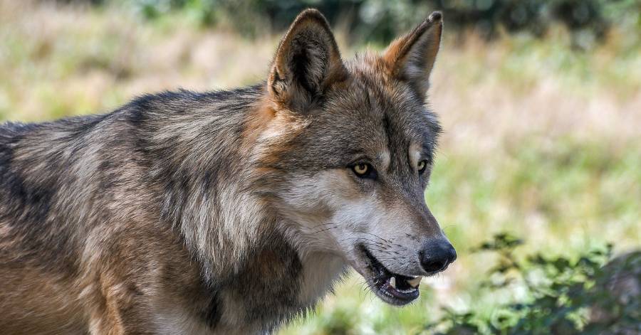 - Tende (06) Nouvelles violences anti-loup... Et ce n'est pas fini…