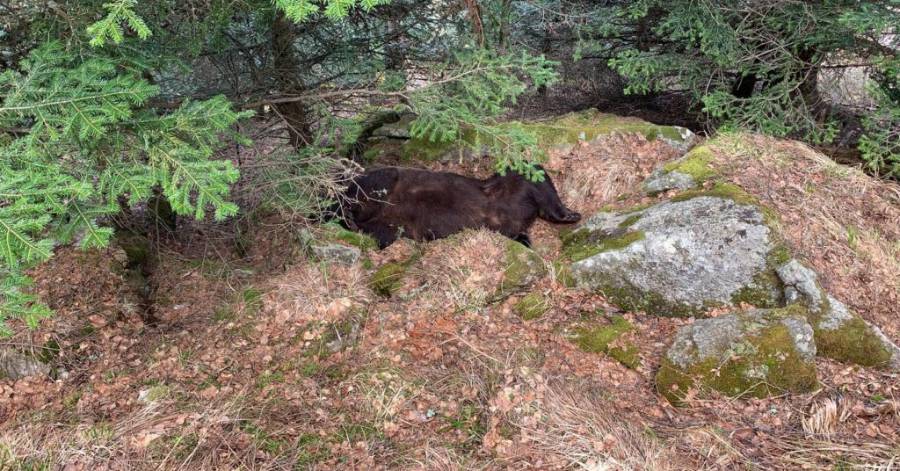 Hautes-Pyrénées - Mort de Cachou : il y a maintenant 2 ours à remplacer dans les Pyrénées
