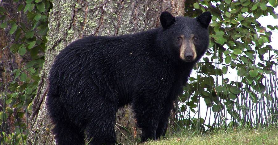 Hautes-Pyrénées - L'ourse Sarousse a été tuée.