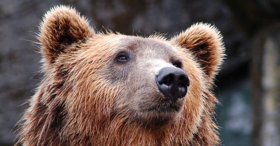 Ariège - L'Etat mis en demeure de remplacer les ours tués dans les Pyrénées