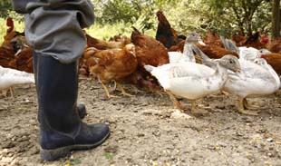 Gers - Grippe aviaire : modalités de report des cotisations et contributions sociales