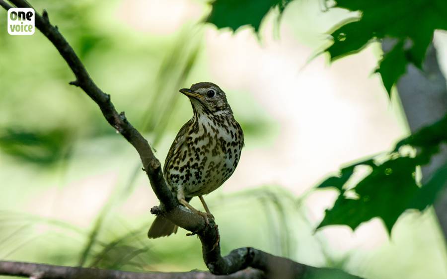 - Chasse à la glu : la Cour de justice européenne vole au secours des oiseaux !