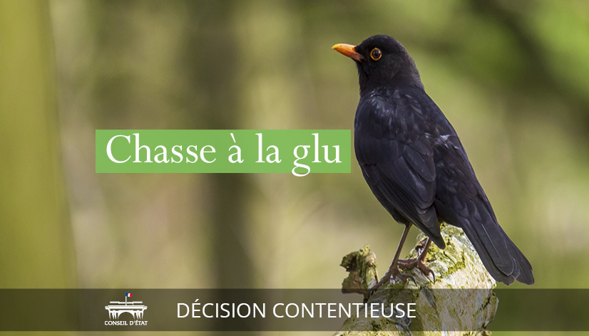- Derniers instants de la chasse à la glu ? Audience au Conseil d'État le 28 mai 2021