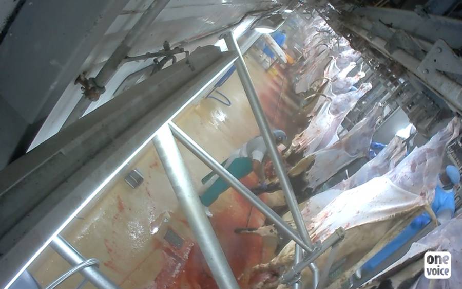 - Sobeval: Garde à vue pour avoir filmé dans l'abattoir de veaux, fournisseur de l'industrie du luxe