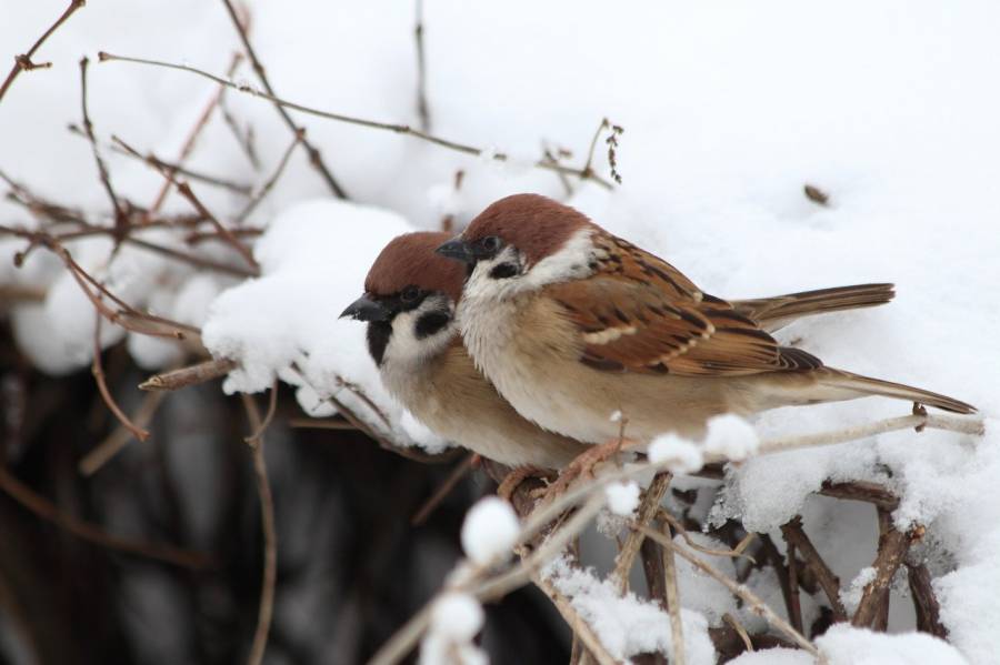 - Historique ! Les chasses traditionnelles aux petits oiseaux, c'est fini.