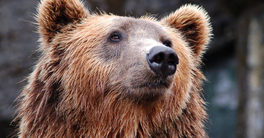 Ariège - Charge d'ours en Ariège : aucune victime mais beaucoup de raffut !