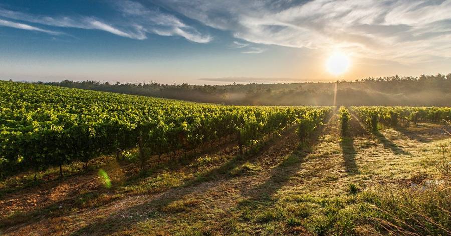 Hérault - Millésime 2021 : le Département aux côtés des producteurs !