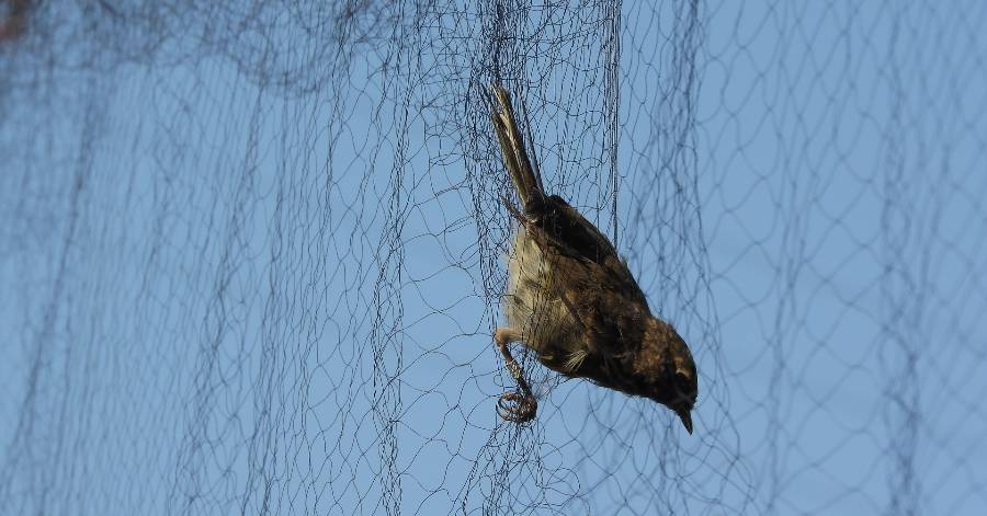 - Victoire pour les oiseaux : le Conseil d'État suspend les nouveaux arrêtés chasses traditionnelles