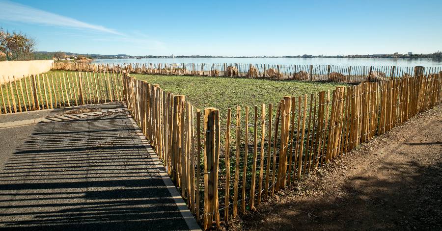 Sète - Une prairie fleurie au Barrou pour la biodiversité