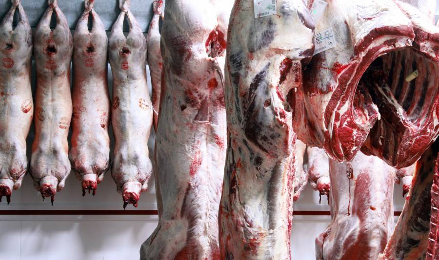 - Bien-être animal: transporter des carcasses plutôt que des animaux vivants