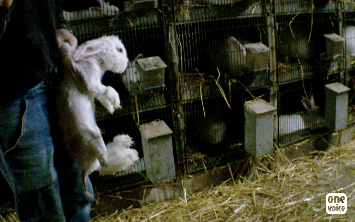  - Pour les lapins angoras, One Voice remonte au créneau avec deux procédures, en France et à l'UE