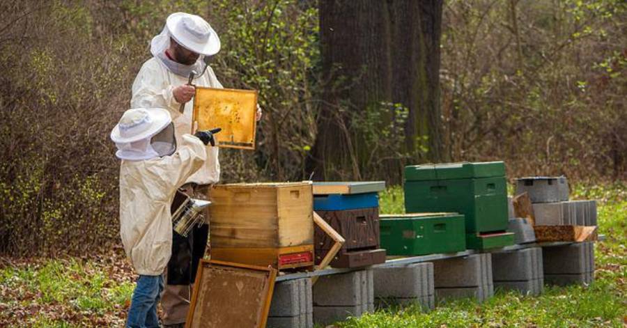 Hérault - L'apiculture dirigée par les données et les modèles