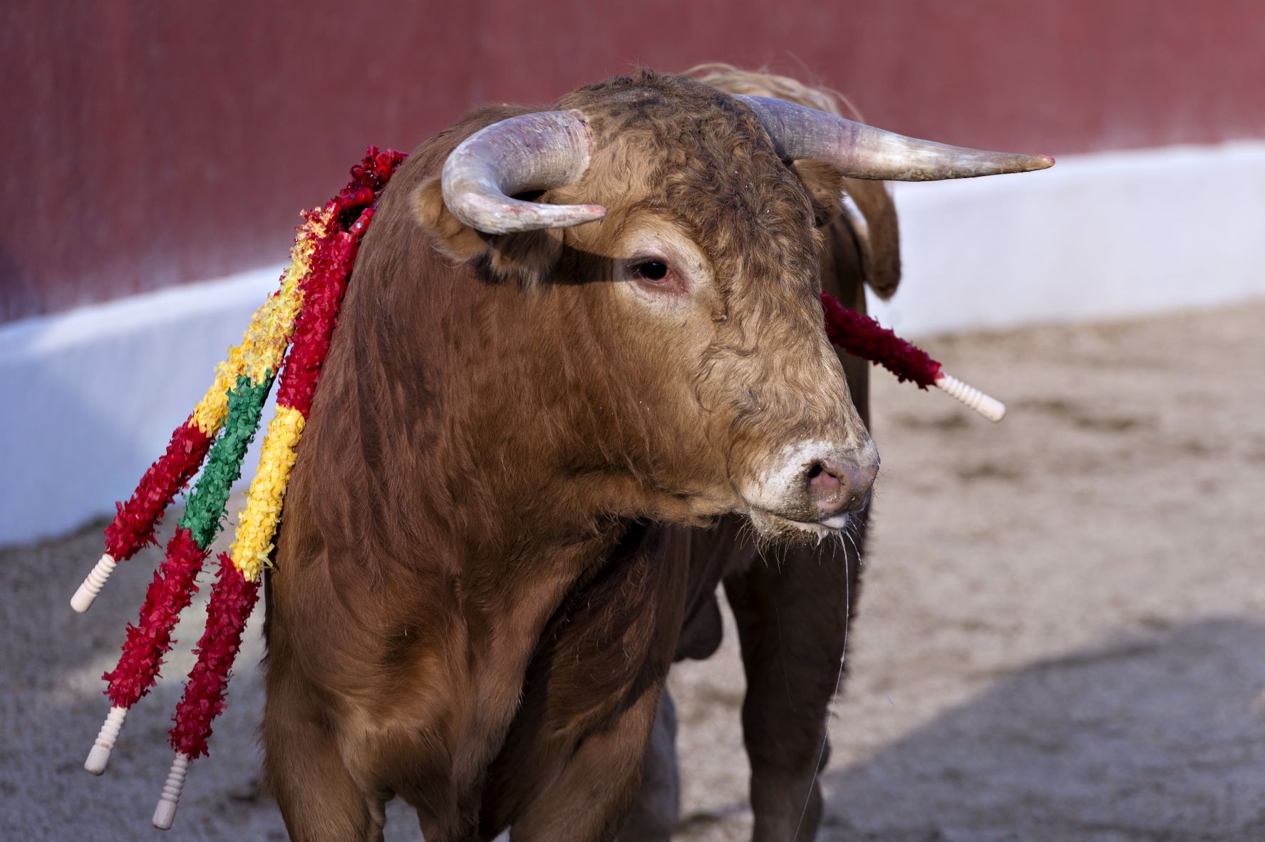 BÉZIERS - Le Colbac réagit à la programmation taurine de la féria 2022