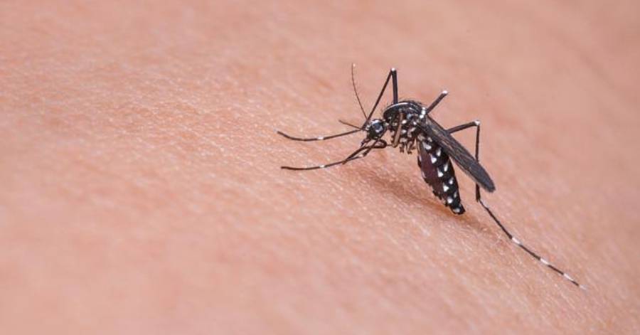 Hérault - Les pièges à moustiques sont-ils vraiment efficaces ?