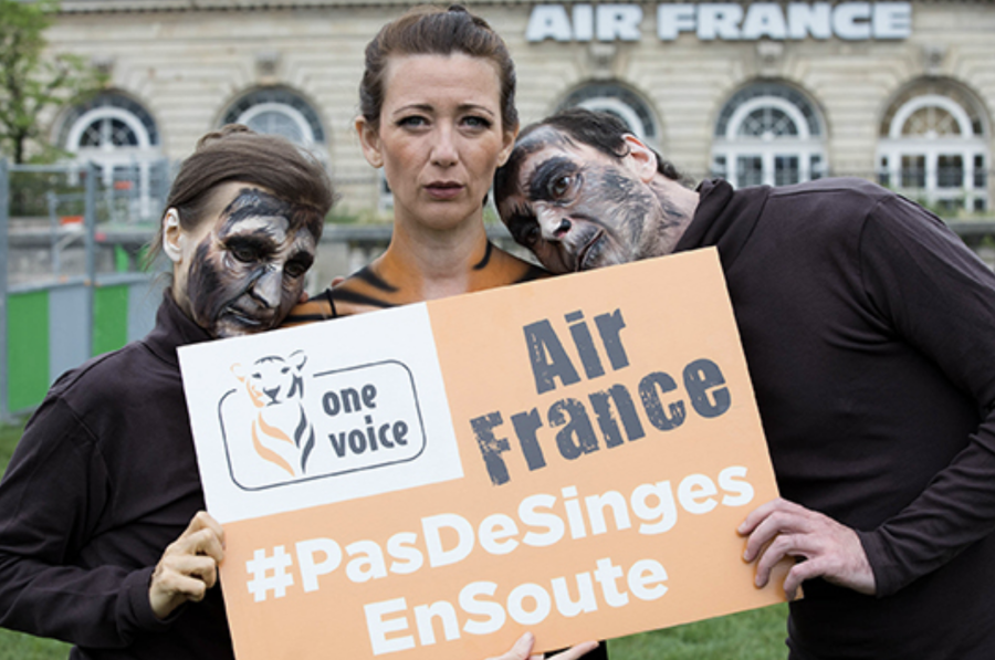 France - One Voice obtient qu'Air France cesse de transporter des primates pour l'expérimentation animale !
