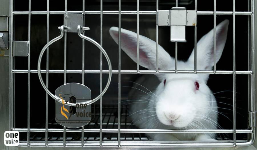 Europe - Chiffres UE : Plus de 300 000 animaux utilisés illégalement par les labos français entre 2015 & 2020