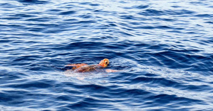 Valras-Plage - Tortue : l'éclosion est estimée entre fin-août et la mi-septembre !