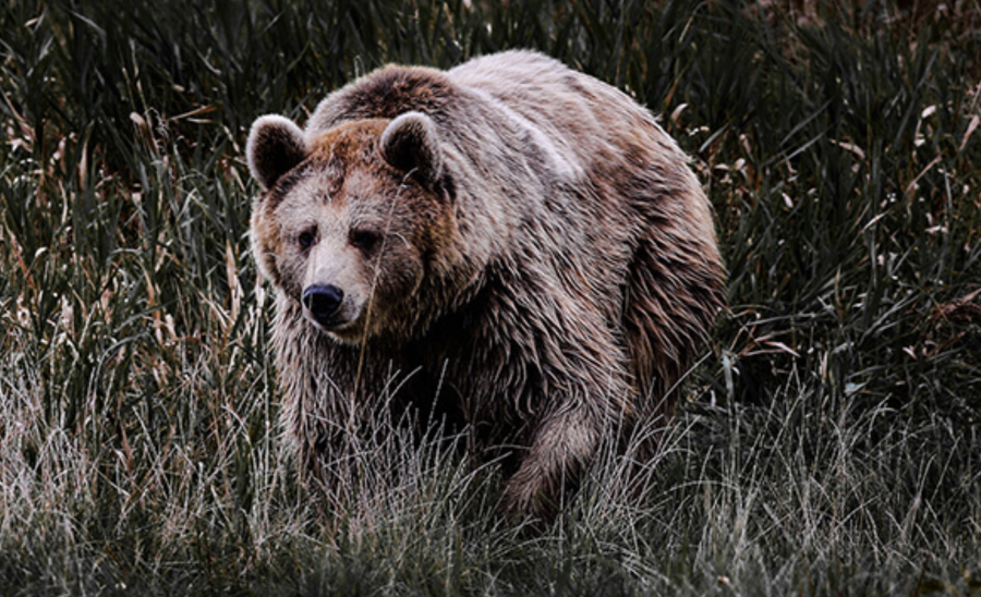 Ariège - One Voice fait suspendre tous les arrêtés permettant l'effarouchement des ours bruns en Ariège!