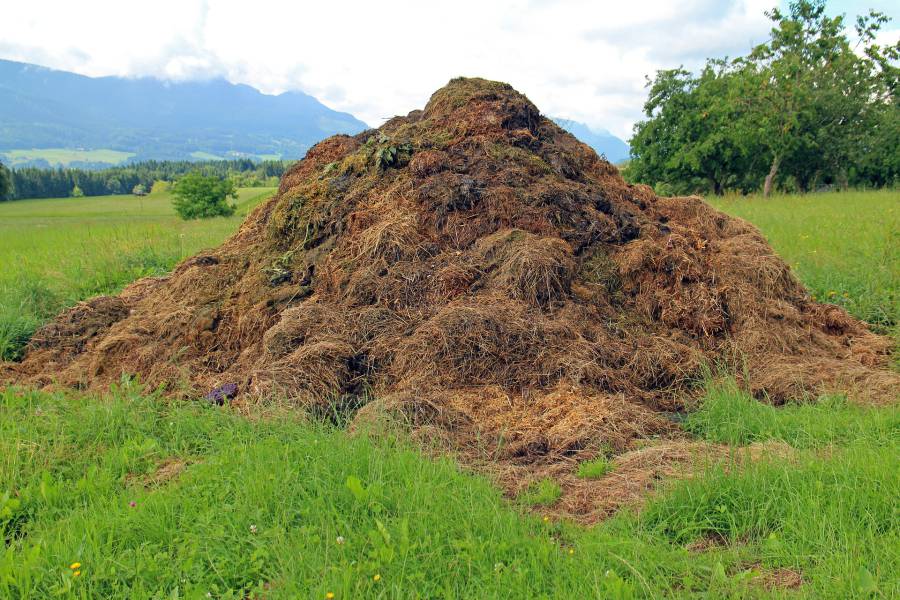Grau du Roi - Terre de Camargue : Distribution de compost