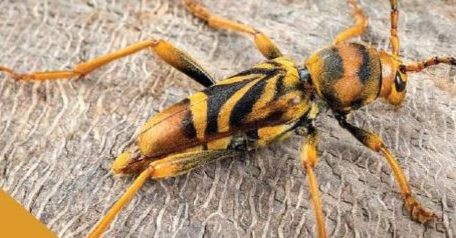 Montagnac - Le Longicorne Tigre : un ravageur de mûriers platanes