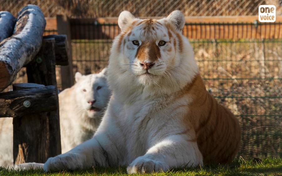 France - Tigres du dresseur de cirque M. Masson : Audience à Beauvais le 20.09 après l'enquête de One Voice