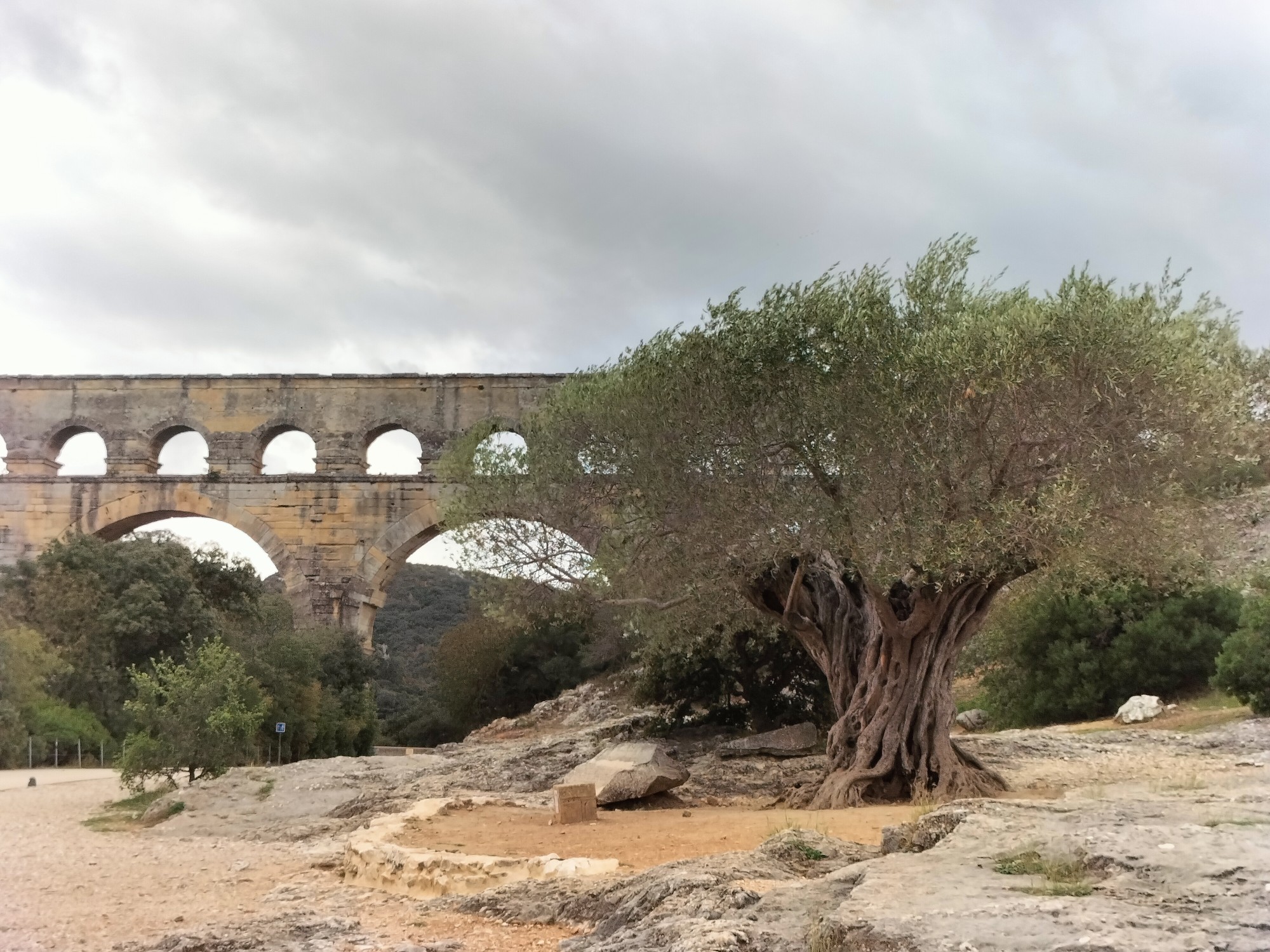 Nimes - “L'olivier, une culture patrimoniale à préserver des changements  climatiques” Mercredi 23 novembre