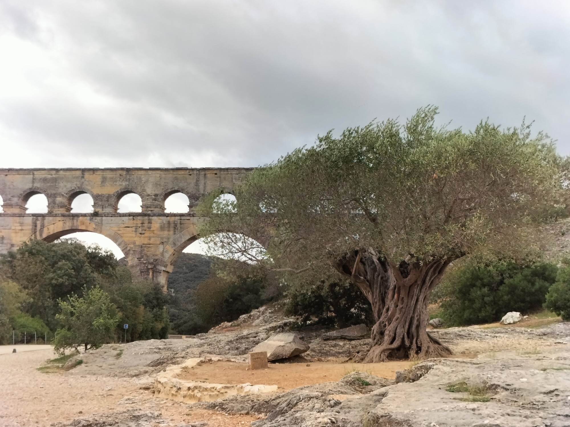 Nimes - “L'olivier, une culture patrimoniale à préserver des changements climatiques” Mercredi 23 novembre