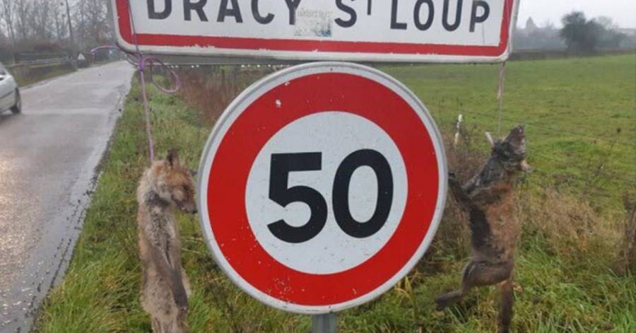 France - Deux cadavres de renards pendus à l'entrée de la ville: One Voice lance un appel à témoin