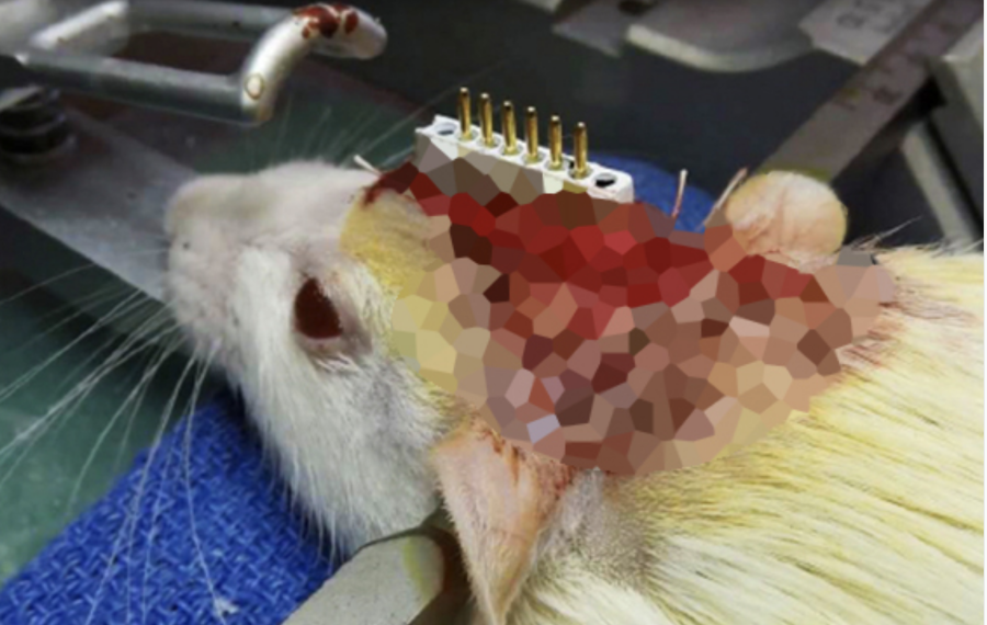  - One Voice demande l'interdiction d'une expérience très douloureuse sur plus de 27 000 animaux