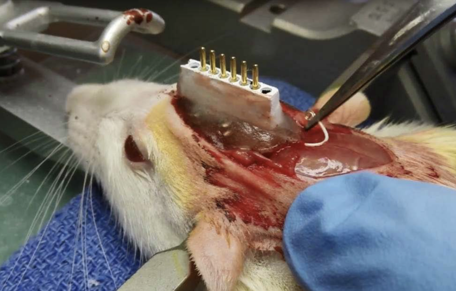  - One Voice demande l'interdiction d'une expérience très douloureuse sur plus de 27 000 animaux