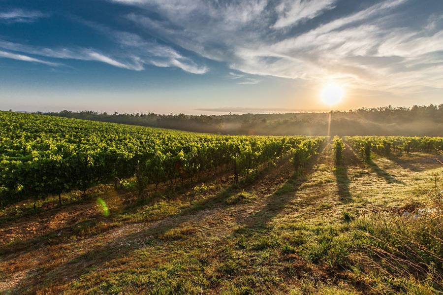 Cahors - Rendez-vous dans le vignoble de Cahors pour la Saint-Vincent