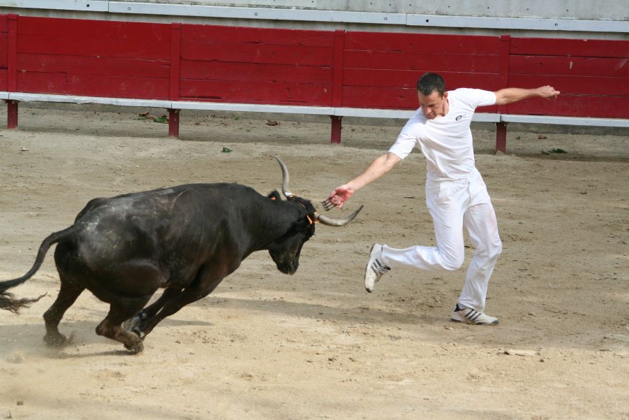Béziers - Tauromachie : Le Colbac réagit à la tribune appelant à une réforme de la Bouvine