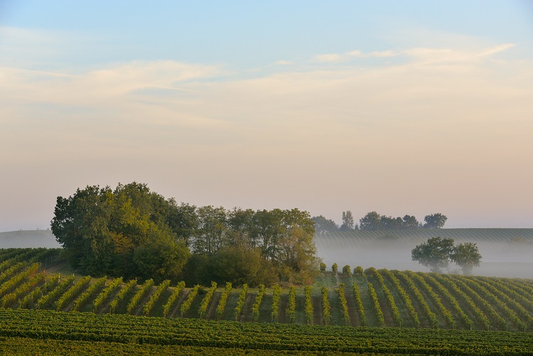 Gers - Vignoble des Côtes de Gascogne : Nous ne nous comportons pas en spectateurs mais en acteurs