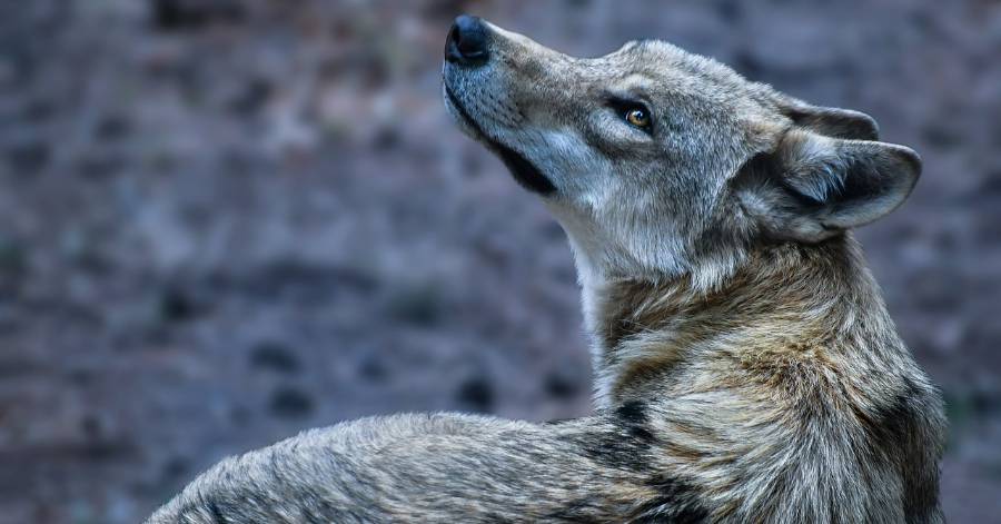 La Grande-Motte - Un loup tué dans une collision avec un véhicule à La Grande Motte