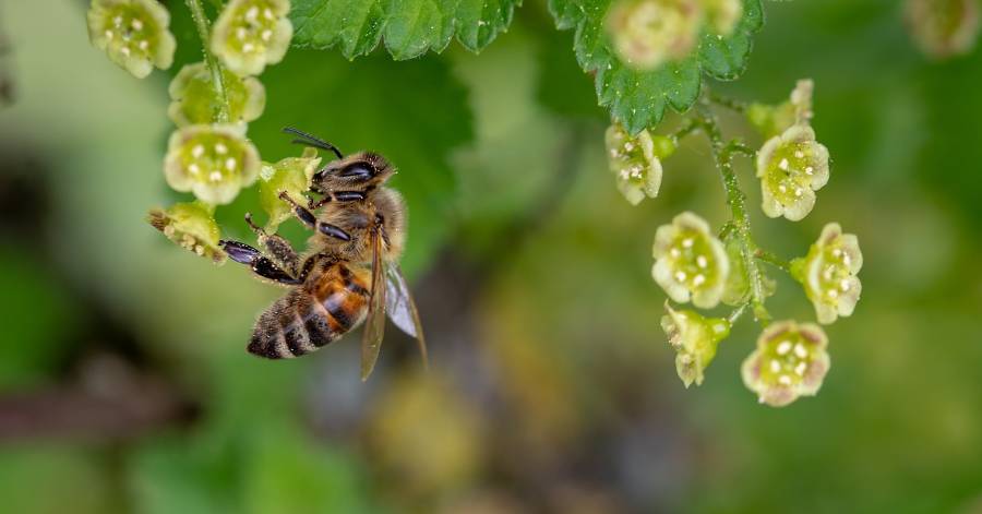 Mende - APIcité renouvelle l'attribution du label : 2 abeilles, démarche remarquable à la Ville de Mende