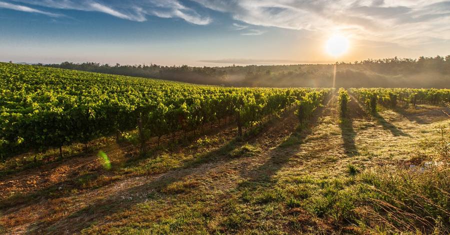 Occitanie - Vins bio : 43 acheteurs internationaux en convention d'affaires avec AD'OCC