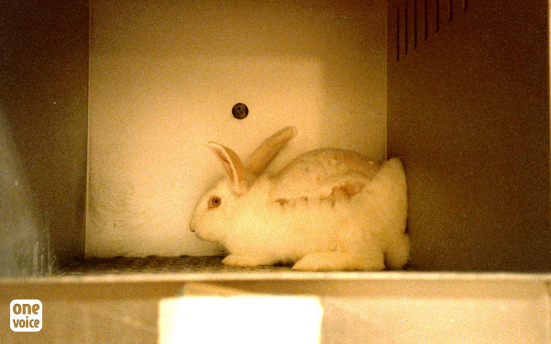 France - Le Conseil de l'Europe soutient la fin des tests pyrogènes sur les lapins. À quand en France?