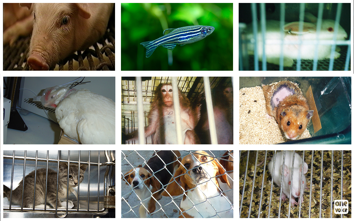 France - Toujours plus d'animaux et de souffrances : les nouveaux chiffres de l'expérimentation animale