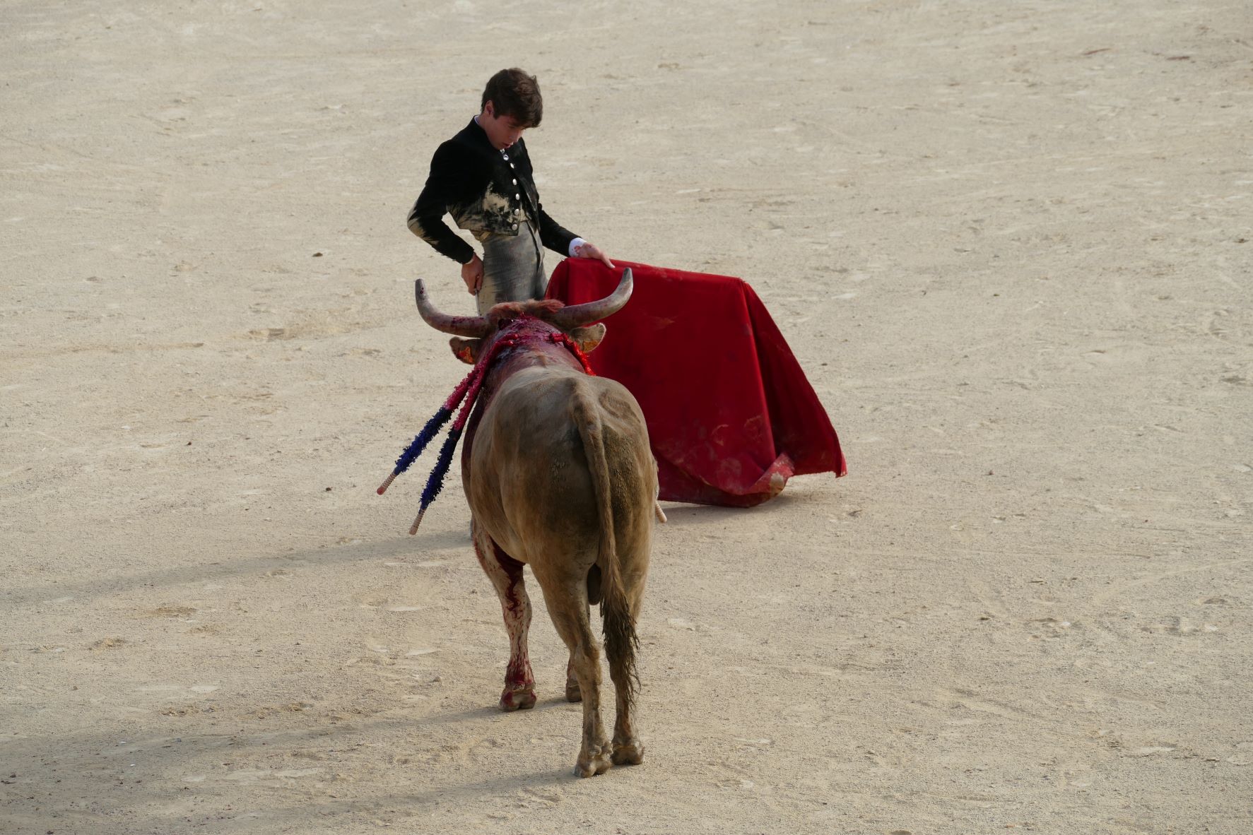 Béziers - Le Colbac dénonce les entraînements à la corrida