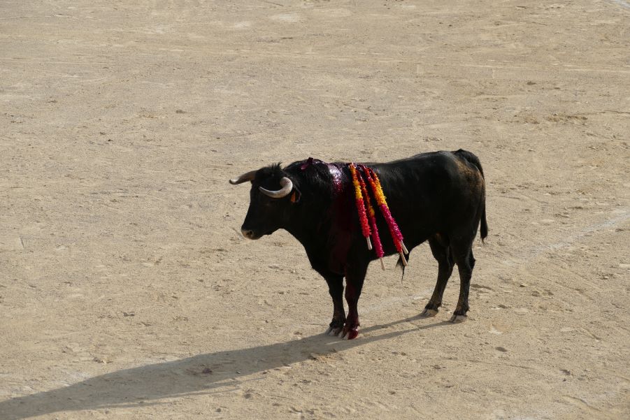 Béziers - Le Colbac dénonce un entraînement à la corrida : Dans l'intimité d'un torero !