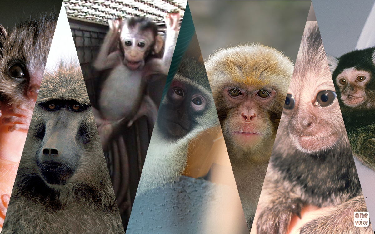  - One Voice publie un nouveau rapport sur les primates dans l'expérimentation animale