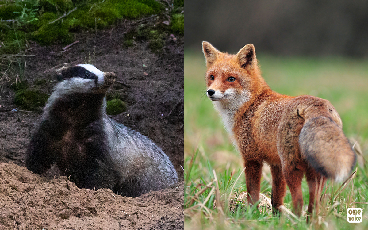  - Vénerie sous terre : mi-mai, One Voice en action pour défendre les renards et les blaireaux