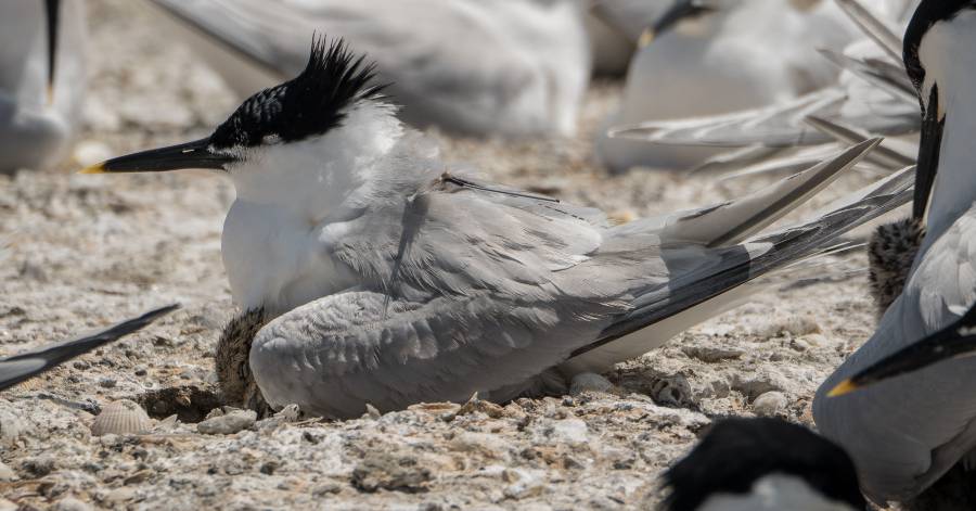 Sète - Un oiseau sétois parcourt 10 000 km et revient un an exactement au même endroit !