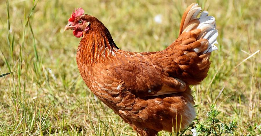 Sète - Appel aux propriétaires de volailles et autres oiseaux captifs