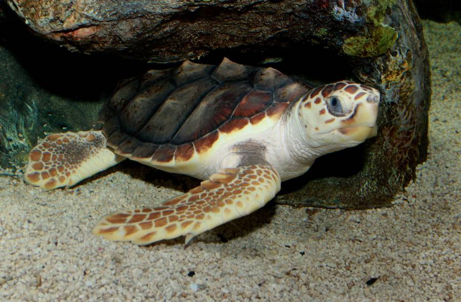 MARSEILLAN PLAGE - Ponte exceptionnelle d'une tortue Caouanne (Caretta caretta) dans l'Hérault