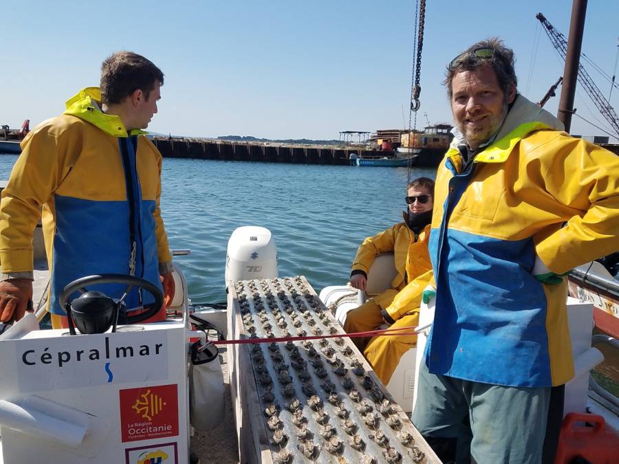 Bassin de Thau - Partage de données et de connaissances sur la lagune